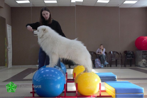 Мяч физиоролл PHYSIO ROLL диаметр 55 см длина 90 см желтый Ledraplastic